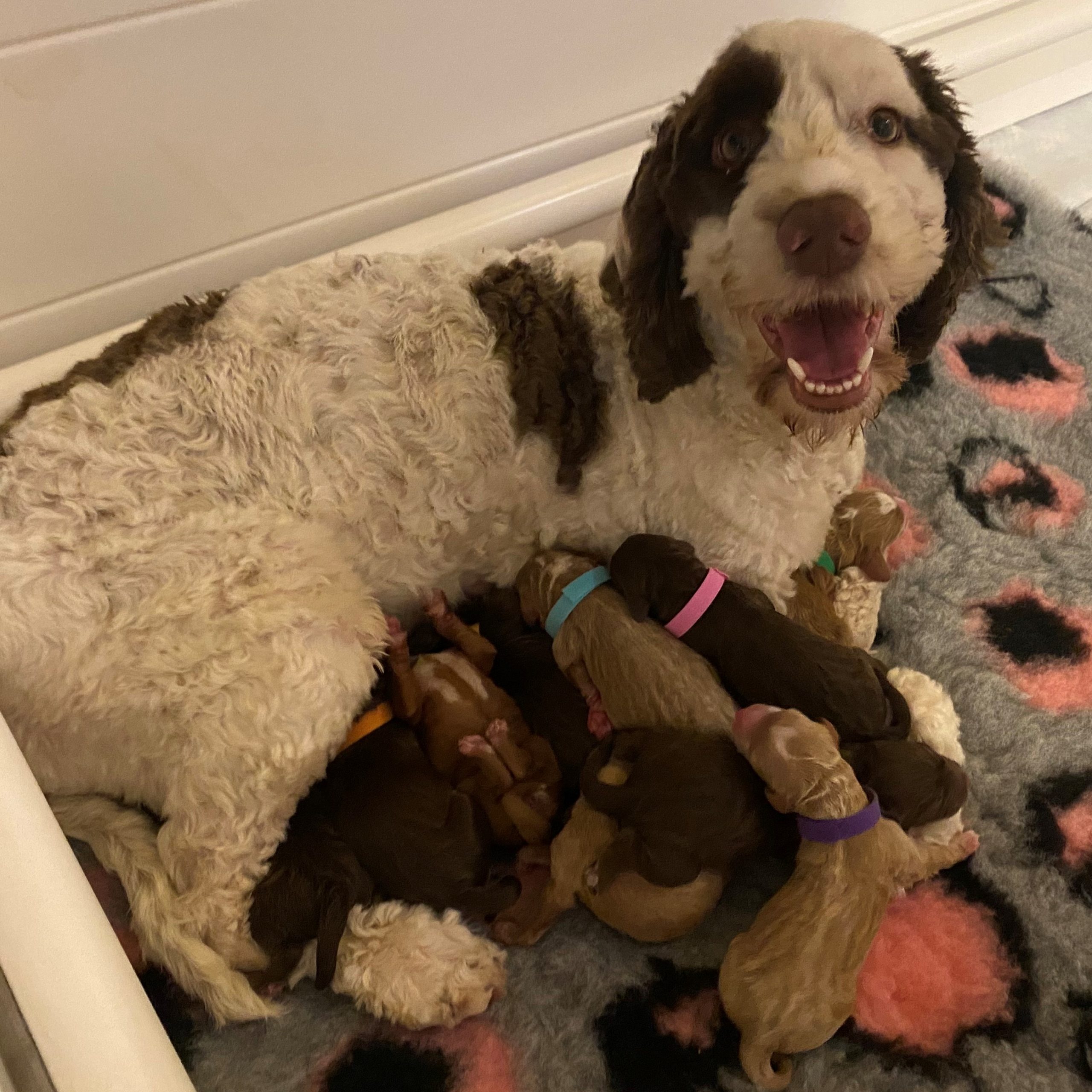 pips pups pips pups